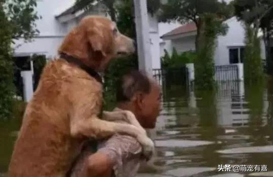 最新导航犬引领智能导航新时代（2016年）